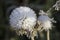 Fluffy white dandelion ball with white frosty snowflakes on the tips