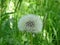 Fluffy white dandelion blowball Taraxacum spotted on meadow