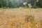 fluffy white dandilions growing out of dead grass