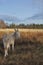 Fluffy white donkey guarding sheep, looking back over its shoulder in a field in Nova Scotia in November