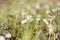 Fluffy white flowers of the clover and the leaves of yarrow