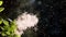 Fluffy white flowers of the plant glow in the sun against the background