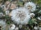 Fluffy white goatskin plant