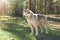A fluffy white and gray husky dog stands beautifully against the background of a green forest on a sunny day