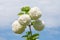 Fluffy white inflorescences of Kalina Buldenezh  close-up against the blue sky