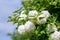 Fluffy white inflorescences of Kalina Buldenezh  close-up against the blue sky