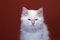 fluffy white kitten looking angry. portrait on red background