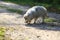 Fluffy white Malamute puppy sniffing the ground