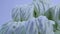 Fluffy white marshmallow in blue round bowl on old wooden table with copy space close up. Close up of many plump sweet