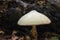 Fluffy white mushrooms Volvariella bombycina close-up on dark background