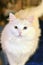 Fluffy White Odd-Eyed Turkish Van Cat