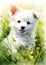 A fluffy white Pomeranian mix dog smiles against a green studio