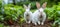 Fluffy white rabbits delighting in fresh carrots amidst a vibrant garden setting