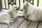 A fluffy white Samoyed dog mother snuggled up to her little puppy