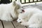 A fluffy white Samoyed dog mother snuggled up to her little puppy