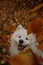 Fluffy white Samoyed dog smiling in an autumn park