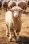 A fluffy white sheep peacefully grazing in a lush green pasture, surrounded by serene countryside