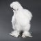 Fluffy White Silkie Rooster