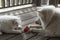 A fluffy white small Samoyed puppy and its mother dog play on the wooden floor