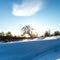 Fluffy white snow on the tree in rays of sunset. Winter frosty evening