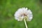 Fluffy white sown dandelion. Plant, beauty, background
