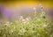 Fluffy wild flowers on summer meadow