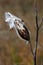 Fluffy wild-growing milkweed plant seeds.