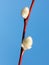 Fluffy willow against the blue sky