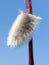 Fluffy willow against the blue sky