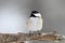 Fluffy Winter Chickadee