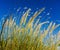 Fluffy wisps of grass in the sun on a blue sky background