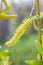 Fluffy yellow catkins