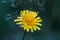 Fluffy yellow flower fall dandelion on blue blurred background. Close up macro, side view. Autumn hawkbit.