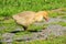 Fluffy yellow gosling seems to be interested in something on the ground