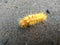 Fluffy yellow-red caterpillar Acronicta aceris. In the garden.