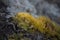 Fluffy yellowish moss grows on gray dull stones.