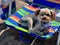 Fluffy Yorkshire Terrier lying on colorful beach long sea looking up with sunlight