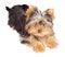 Fluffy Yorkshire terrier puppy isolated