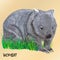 Fluffy young motley wombat on the grass, isolated