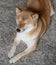 A fluffy young red dog Shiba inu sleeps on a gray carpet