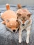 Fluffy young red dog Shiba inu sleeps at home on a gray furry blanket next to a toy dog shiba inu