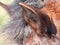 Flufy ears brown horse close-up on a dark head