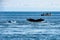 Fluke and back of humpbacks with a little fishing boat in the background - glacier Bay - Alaska