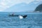 Fluke of an Humpback in front of a little whale watching boat in the great landscape of the Glacier Bay, Alaska