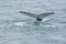 Fluke, whale tail coming out water, Arctic Ocean, Greenland