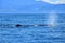 The flukes of a sperm whale, going to dive. New Zealand