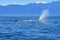 The flukes of a sperm whale, going to dive. New Zealand