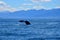 The flukes of a sperm whale, going to dive. New Zealand