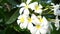 Flumeria flower background with nature video 4k format.