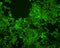 Fluorescence microscopy image with cells stained in fluorescent green color